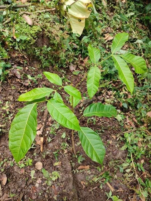tree image