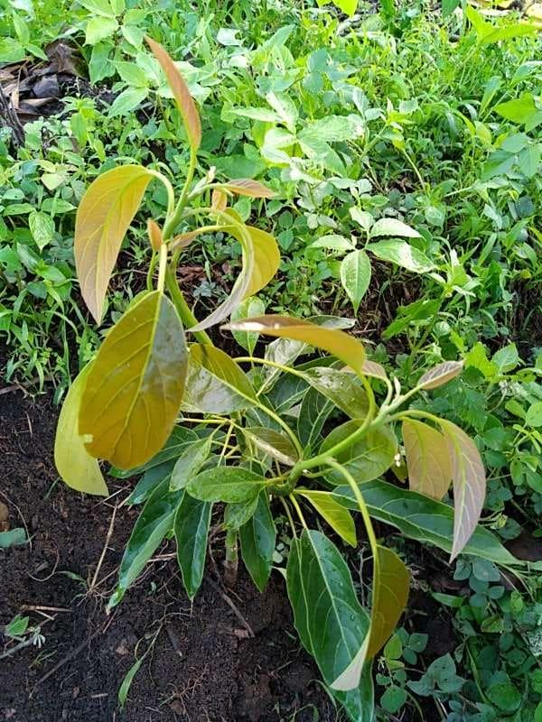 tree image