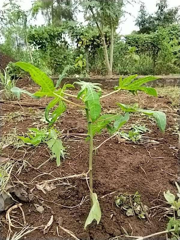 tree image