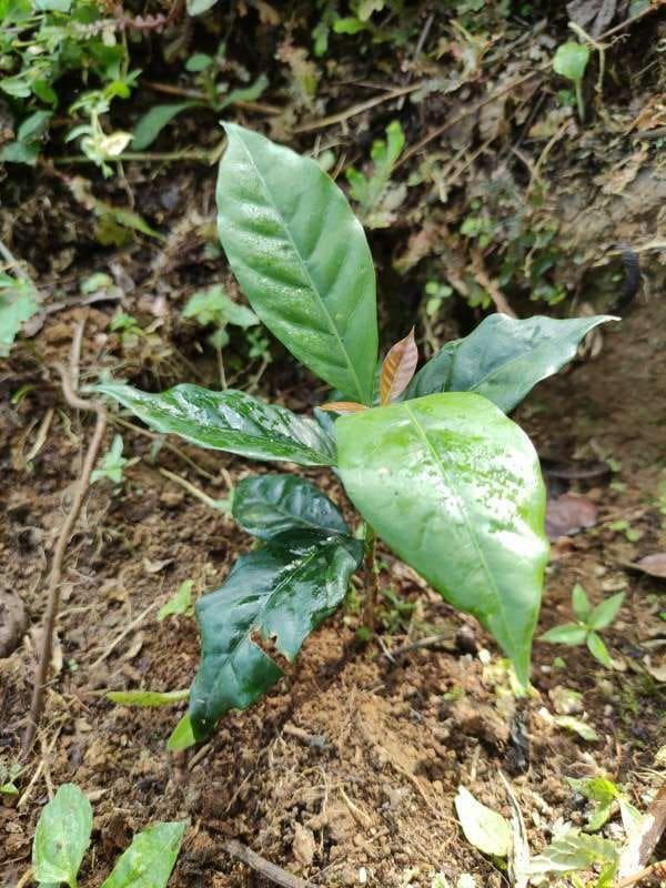 tree image