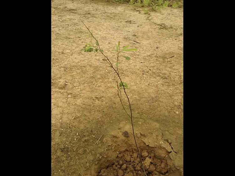 tree image