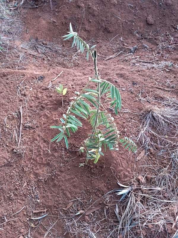 tree image