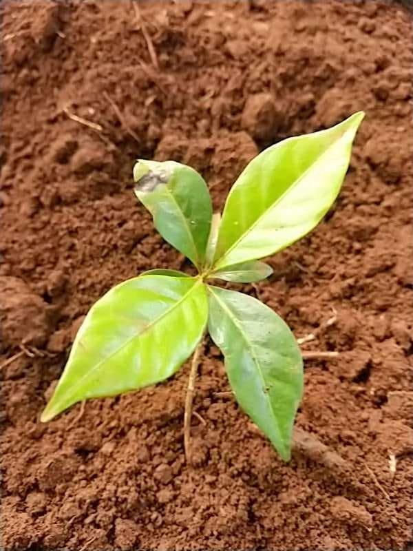 tree image