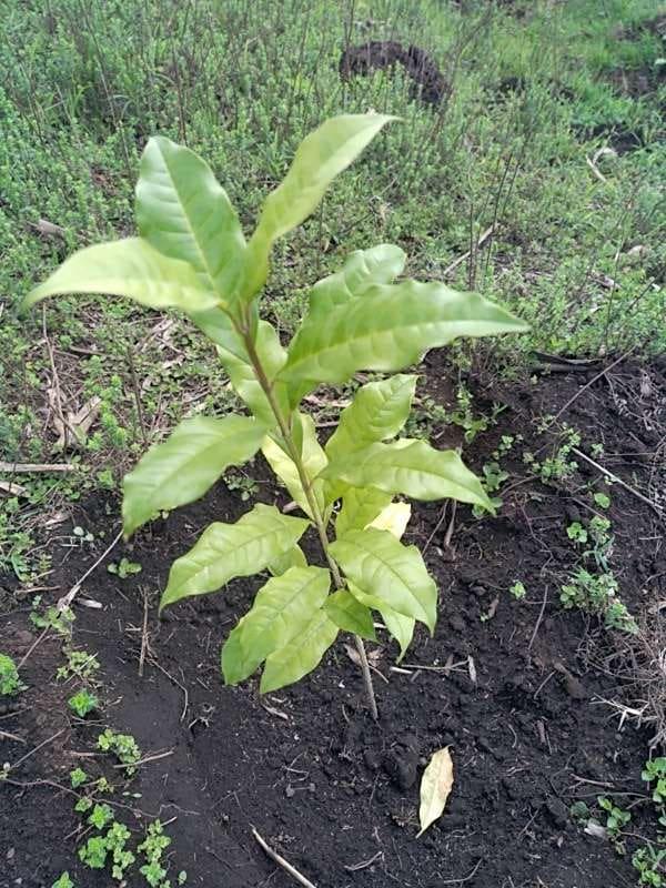 tree image
