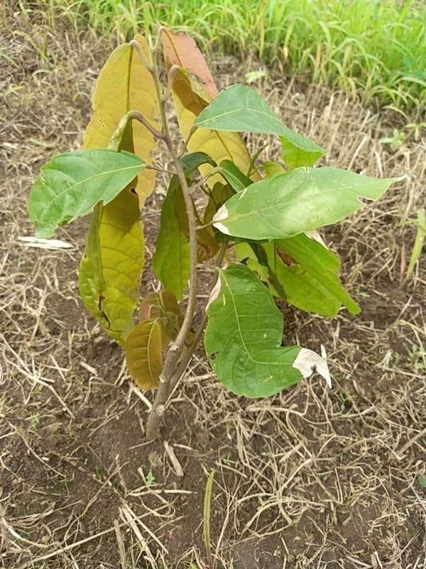 tree image