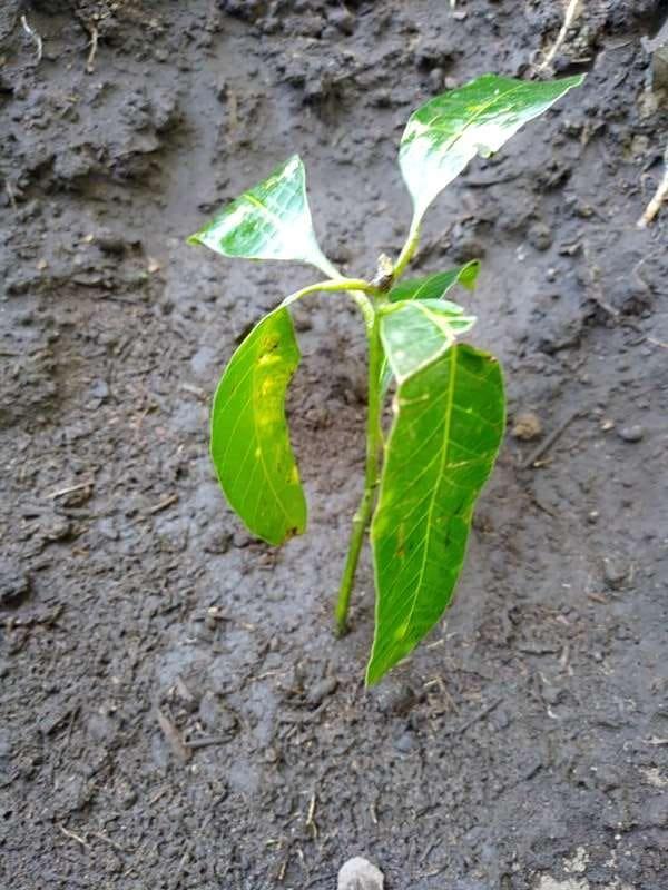 tree image