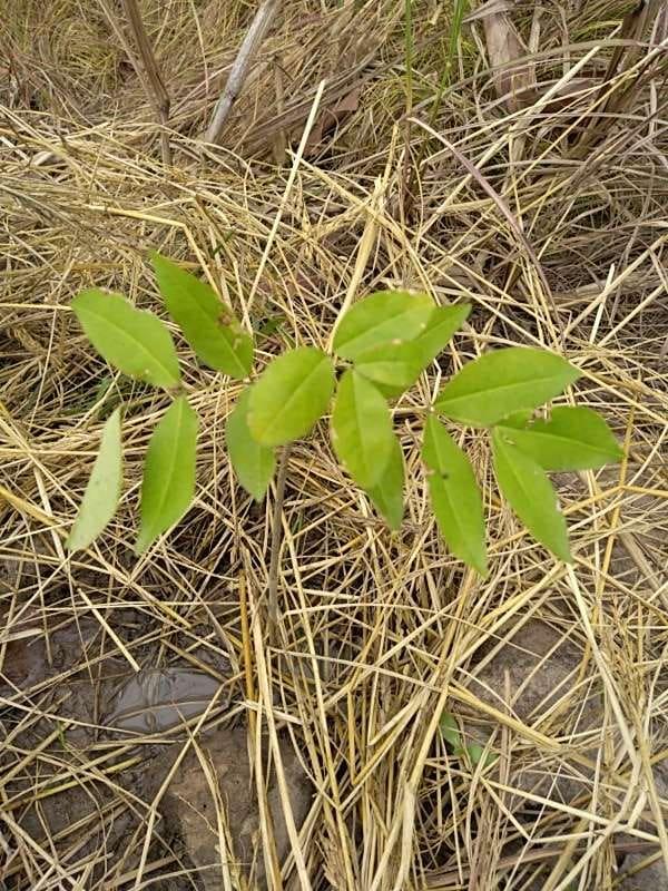 tree image