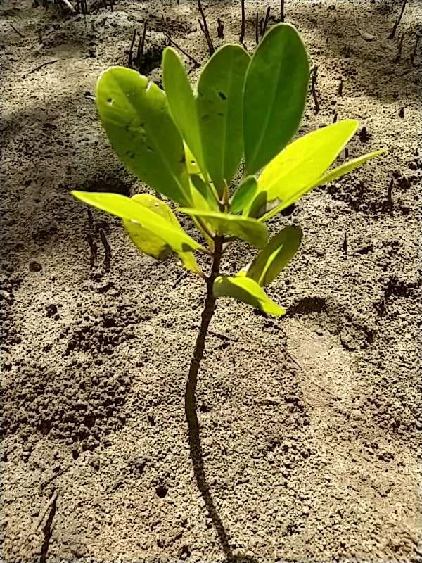 tree image