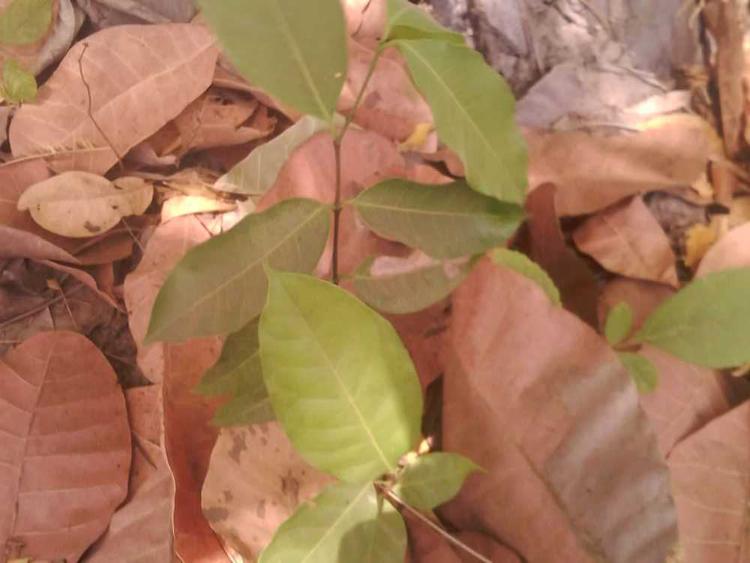 tree image