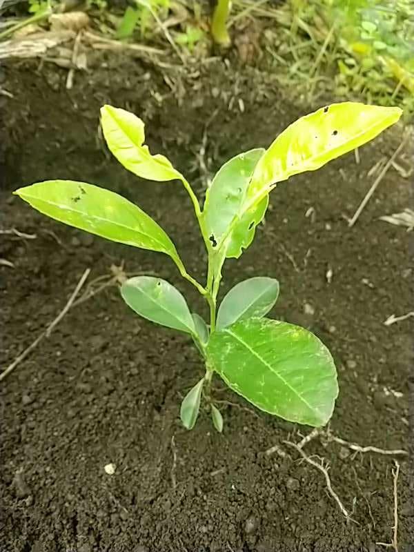 tree image