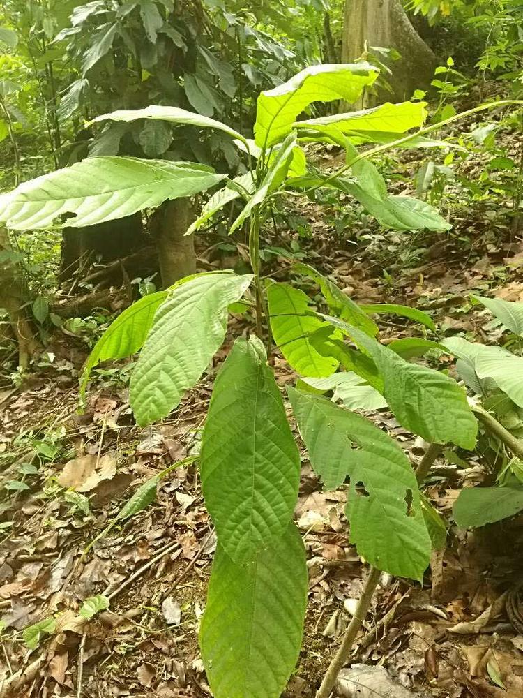 tree image