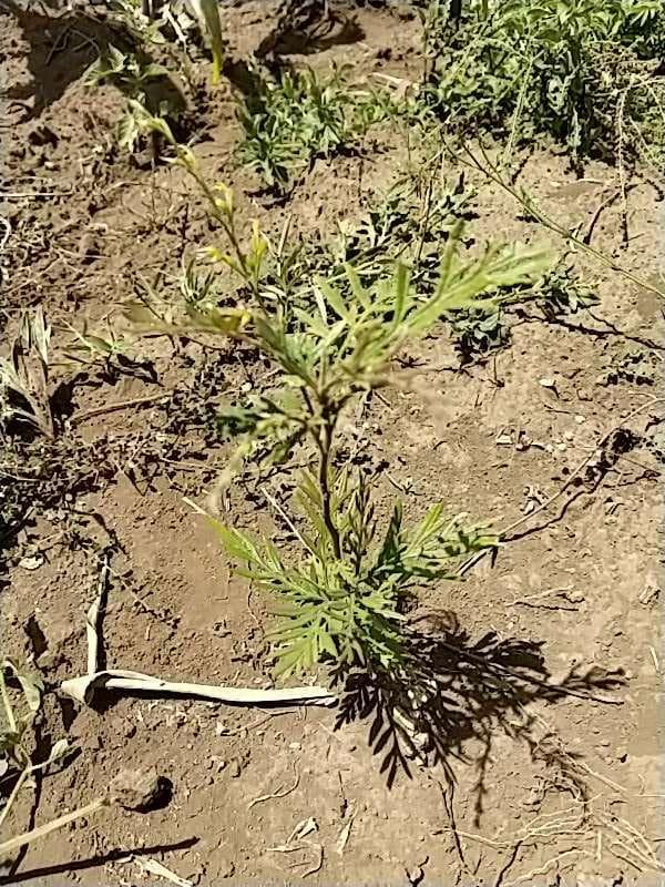 tree image