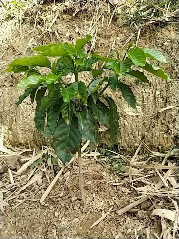 tree image