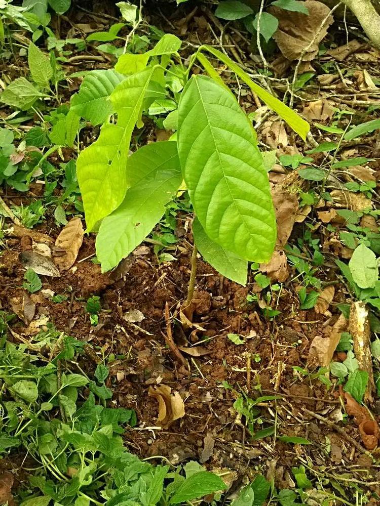 tree image
