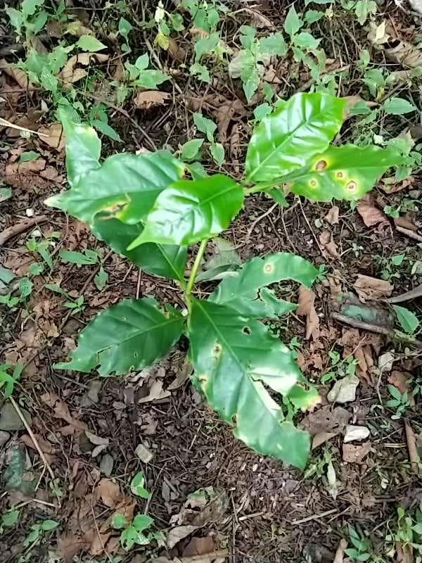 tree image