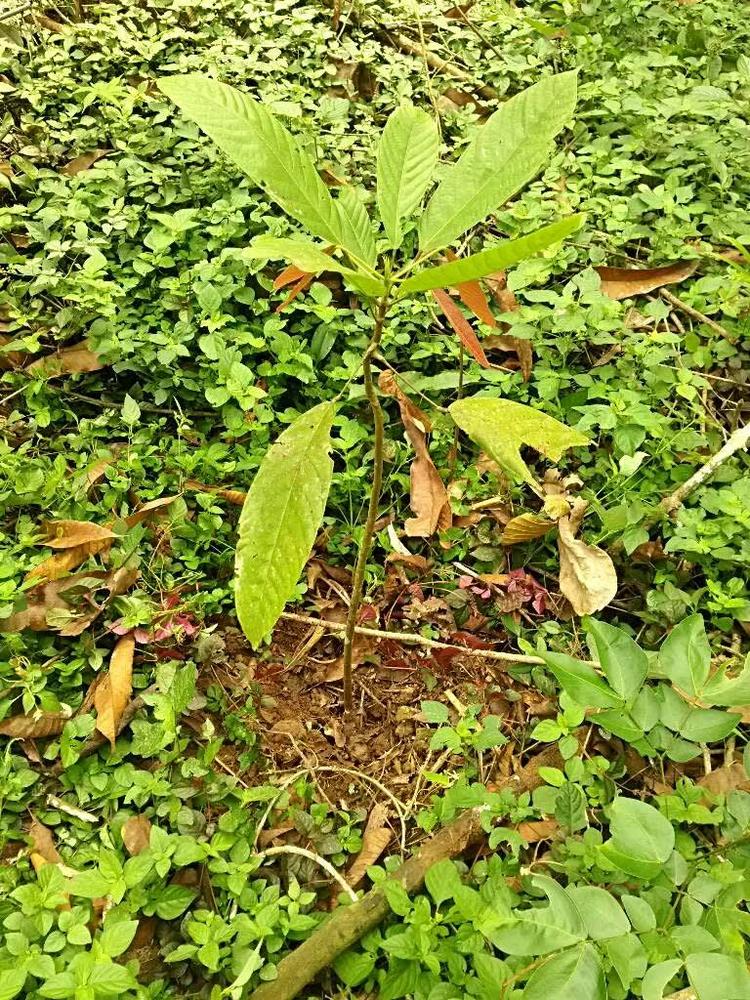 tree image