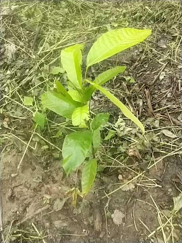 tree image