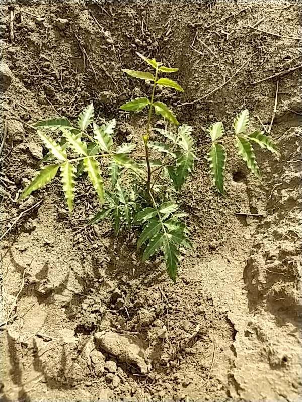 tree image
