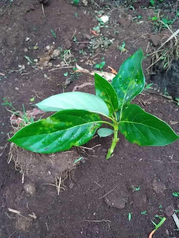 tree image