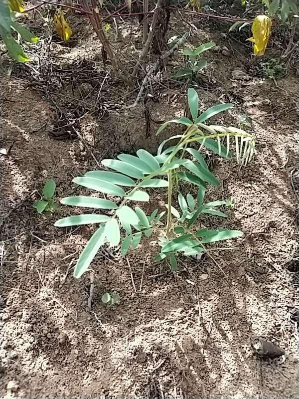 tree image