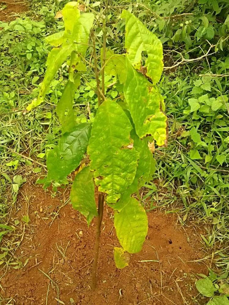 tree image