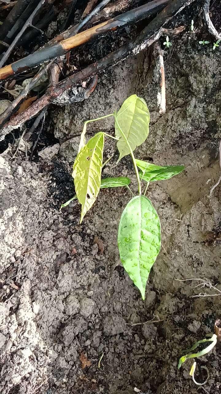 tree image