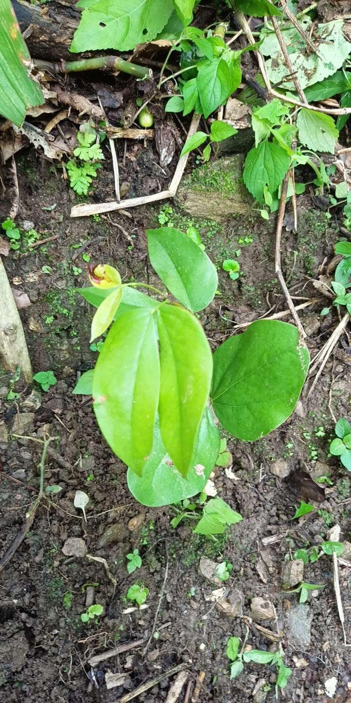 tree image