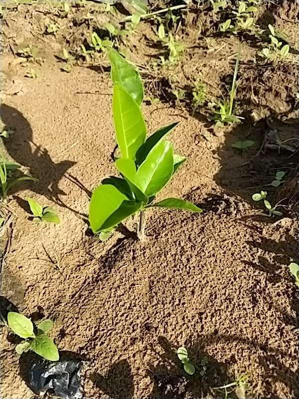 tree image