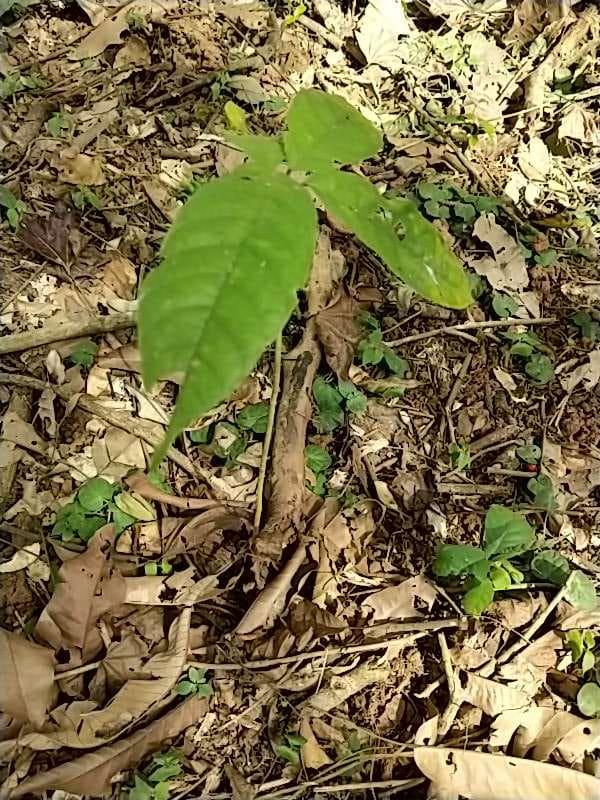 tree image