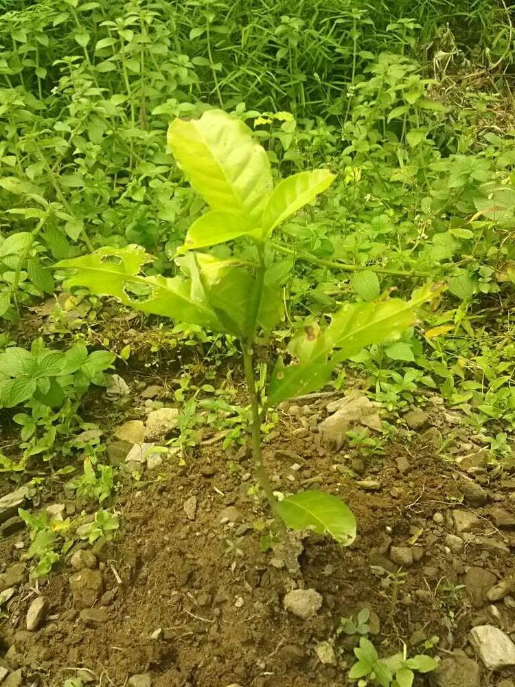 tree image