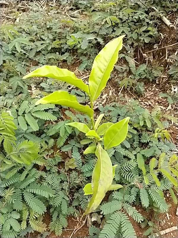 tree image