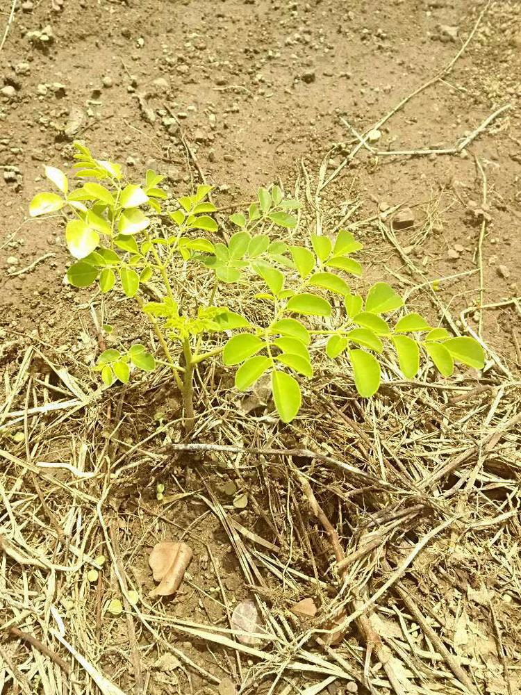 tree image