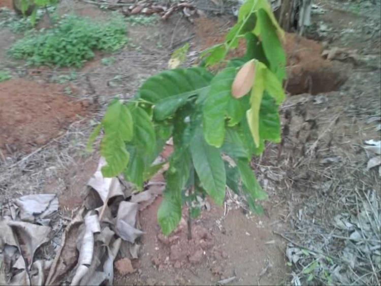tree image
