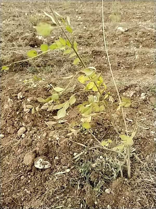 tree image