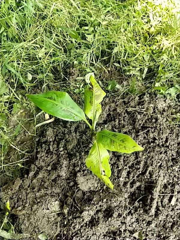 tree image