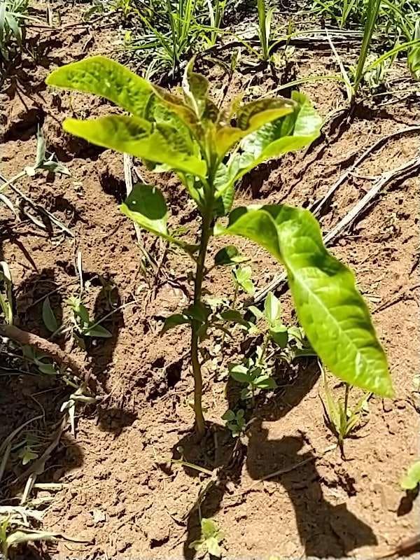 tree image