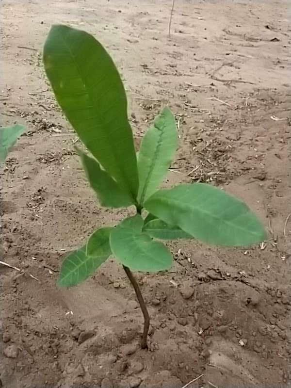 tree image