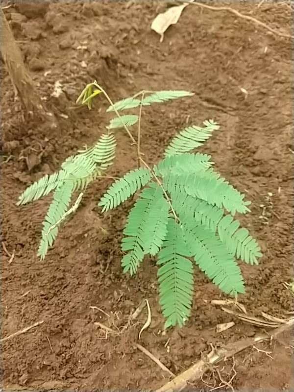 tree image