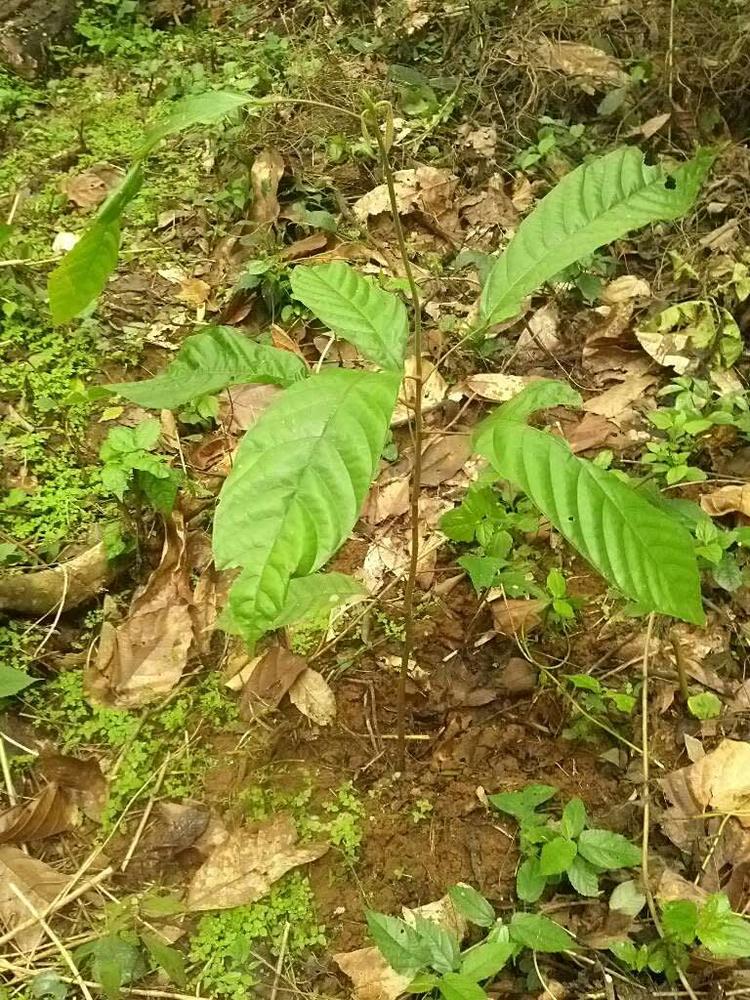 tree image