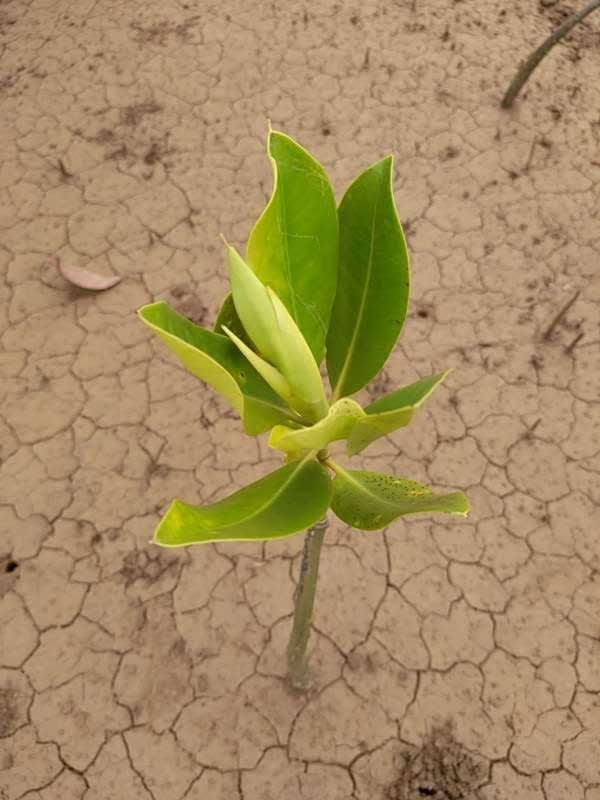 tree image