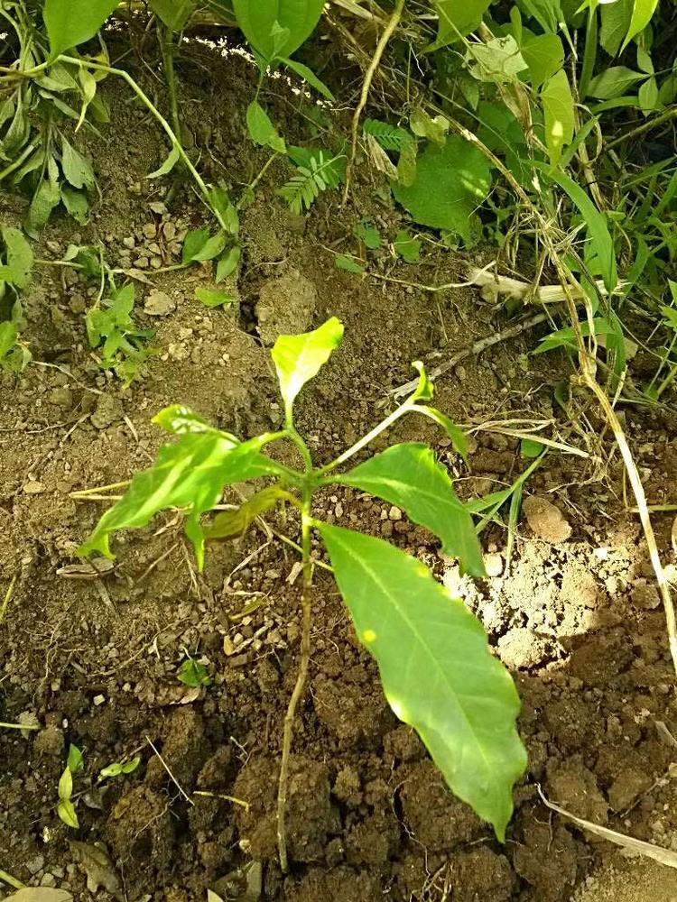 tree image
