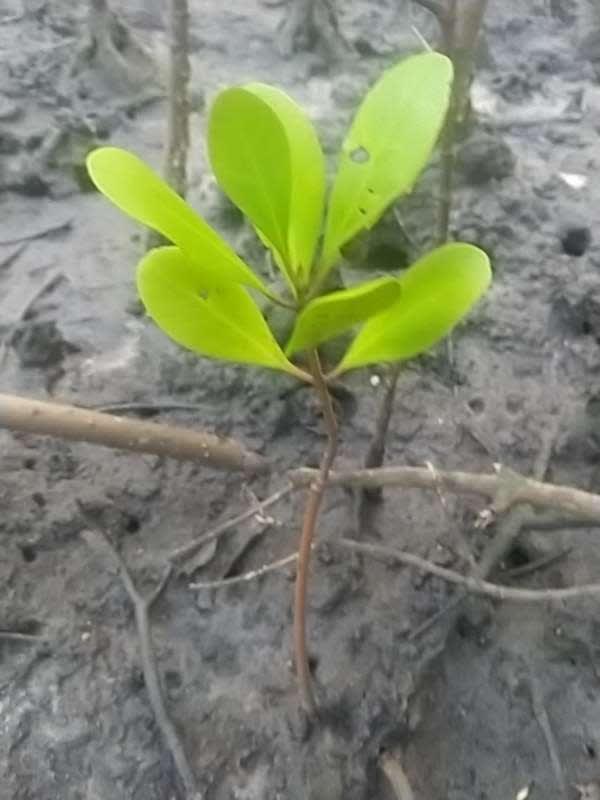 tree image