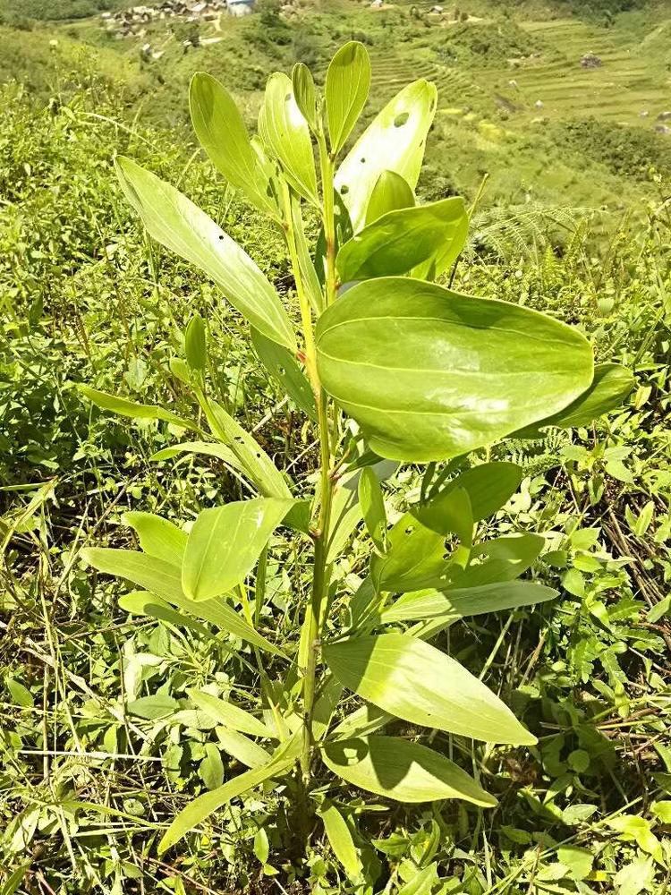 tree image