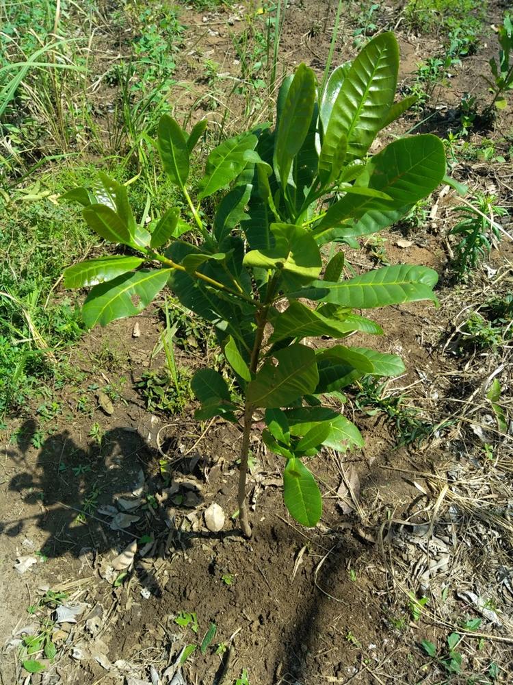 tree image