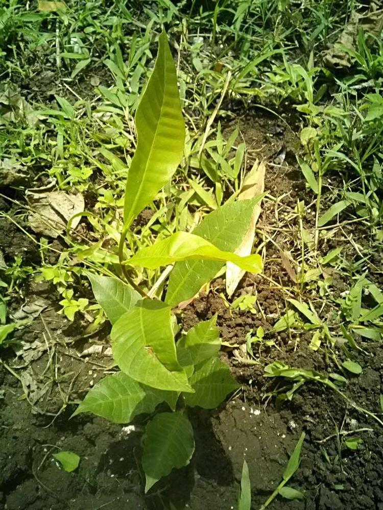 tree image