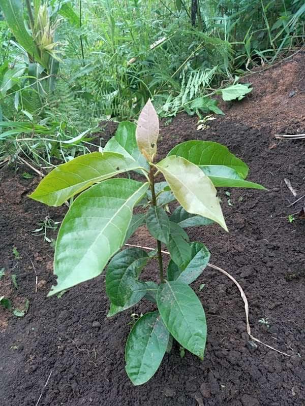 tree image