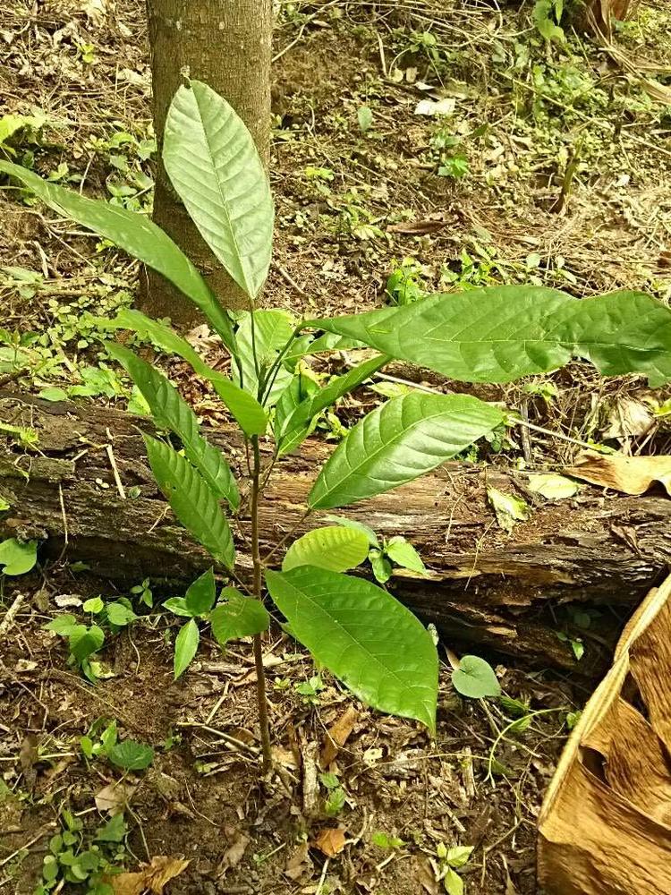 tree image