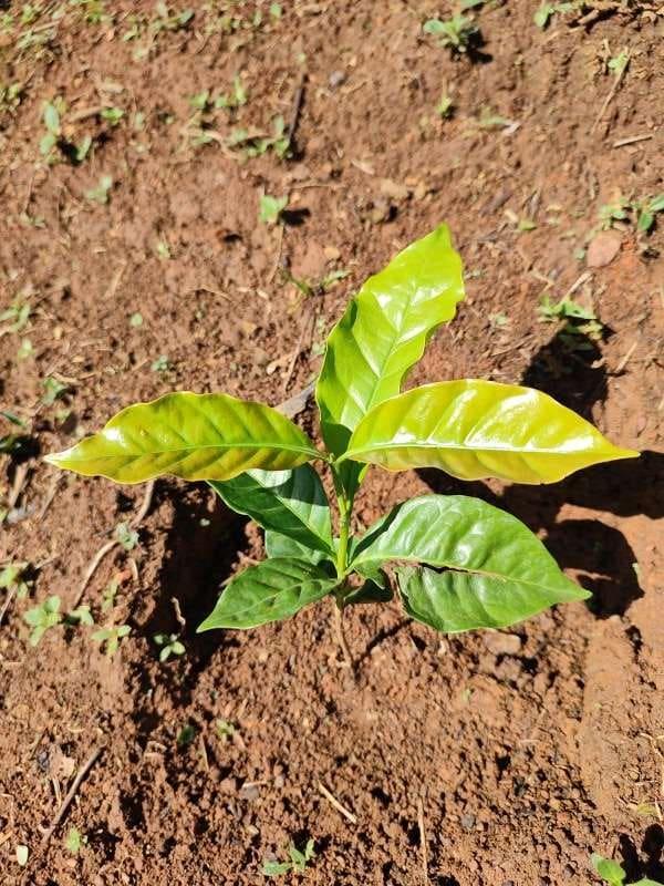 tree image