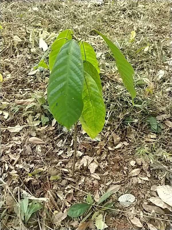tree image