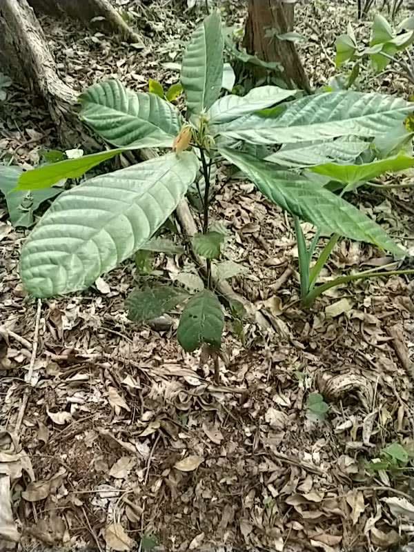 tree image